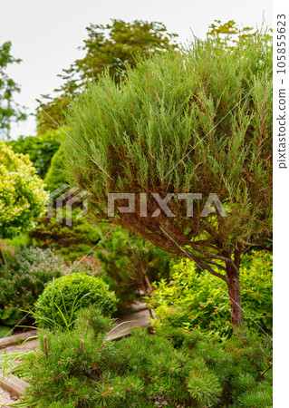shrubs and dwarf trees in the landscape design of the yard. shrubs and dwarf trees in the landscape design of the yard. 105855623