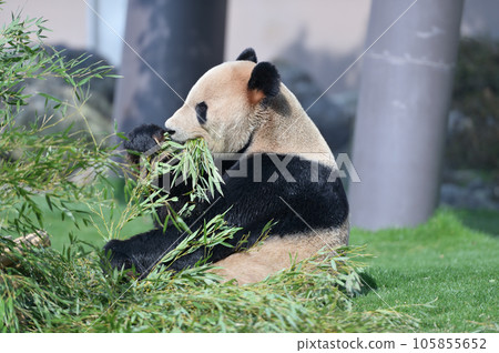 Eimei eating bamboo deliciously Eimei eating bamboo deliciously 105855652
