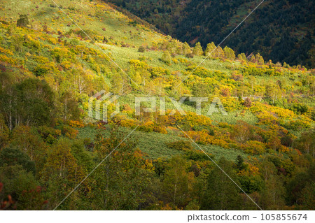 "Iwate Prefecture" Hachimantai Autumn with colored leaves "Iwate Prefecture" Hachimantai Autumn with colored leaves 105855674