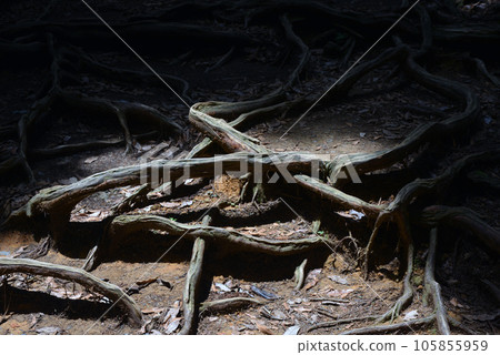 Kurama-dera Kinone Michi, Sakyo-ku, Kyoto City Kurama-dera Kinone Michi, Sakyo-ku, Kyoto City 105855959