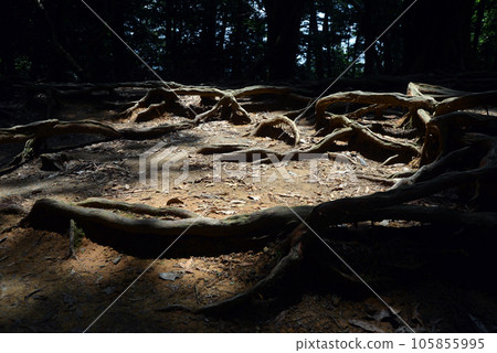 Kurama-dera Kinone Michi, Sakyo-ku, Kyoto City Kurama-dera Kinone Michi, Sakyo-ku, Kyoto City 105855995