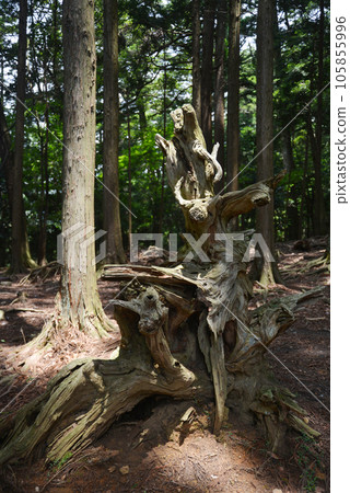 Kurama-dera temple with dead trees on the approach Sakyo-ku, Kyoto 105855996