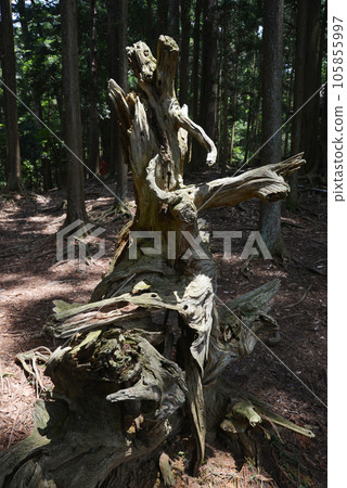 京都左京區道路上樹木枯死的鞍馬寺 105855997