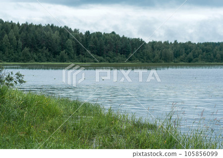 natural landscape, grassy shore of lake with reed banks on a cloudy day natural landscape, grassy shore of lake with reed banks on a cloudy day 105856099