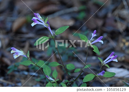 Shikoku makona with beautiful white flowers tinged with pale bluish purple at the tip of the fan-like spread stems seen in the Rokko Mountains 105856129