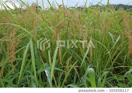 Fruited rice panicle 105856217