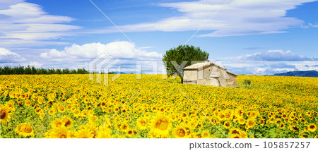 sunflower field over cloudy blue sky sunflower field over cloudy blue sky 105857257