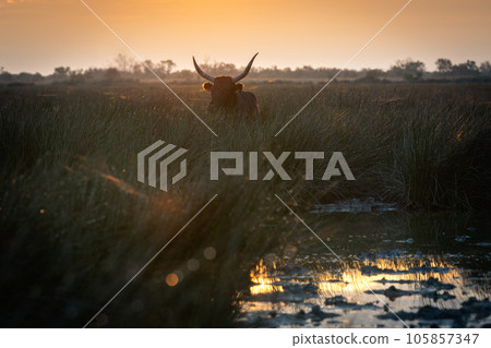 bulls in the Camargue area 105857347