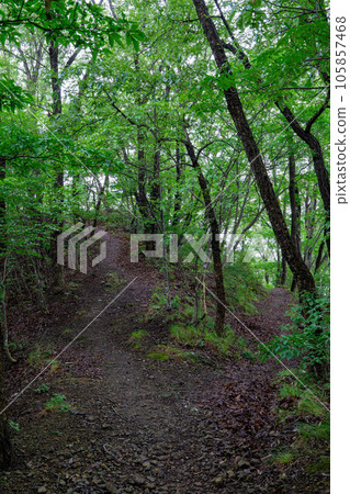 Sakazuki mountain trail surrounded by forest Sakazuki mountain trail surrounded by forest 105857468