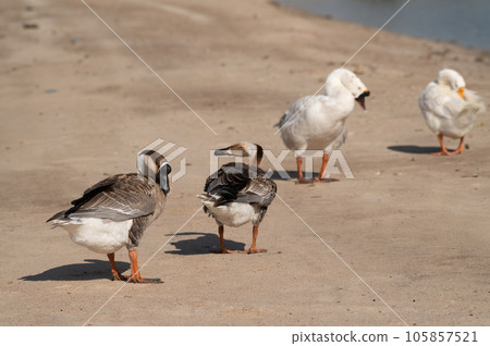 Geese are cleaning themselves.Selective focus on geese. 105857521