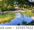 beautiful japanese garden pond 105857622