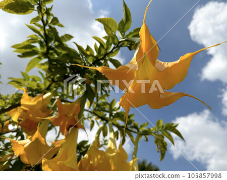 Blooming Angel's trumpets (lat.- Brugmansia ) 105857998