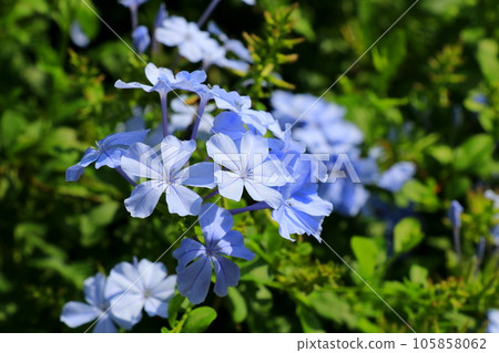 blue-purple blueberry blue-purple blueberry 105858062