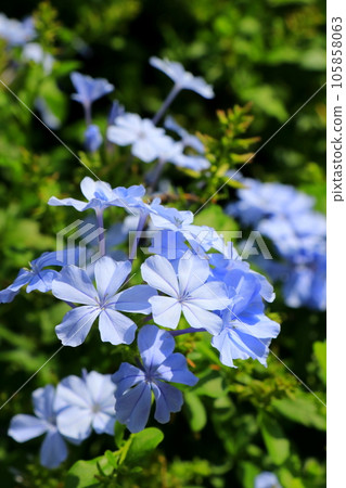 藍紫色藍莓 藍紫色藍莓 105858063