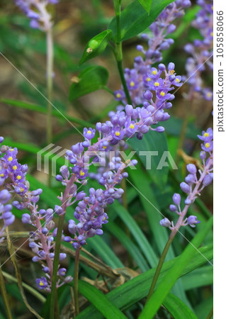 Yaburan flower with small purple flowers 105858066