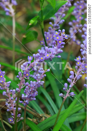Yaburan flower with small purple flowers 105858067