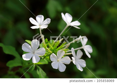 白花 梅花 白花 梅花 105858069