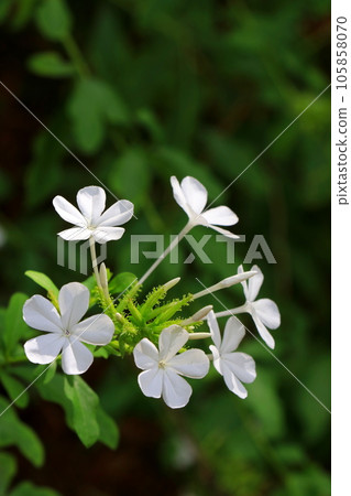 白花 梅花 白花 梅花 105858070