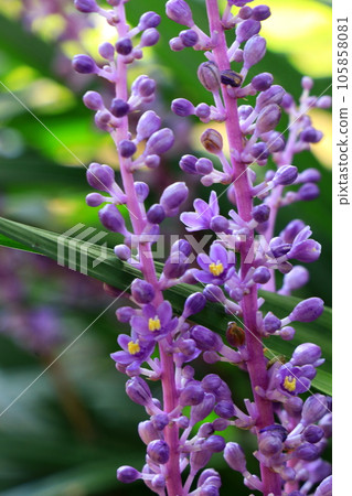 帶有紫色小花的 Yaburan 花 105858081