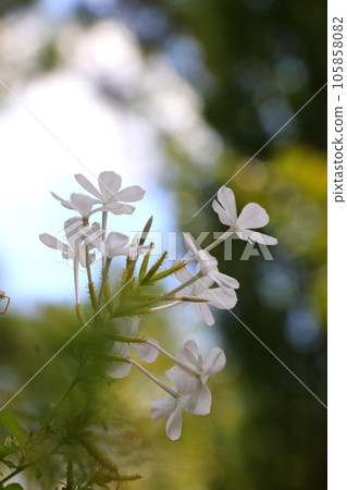 white flower plum blossom 105858082