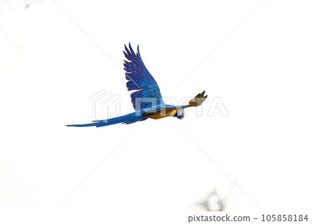 Adult Blue-and-yellow Macaw Adult Blue-and-yellow Macaw 105858184
