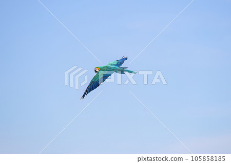 Adult Blue-and-yellow Macaw Adult Blue-and-yellow Macaw 105858185