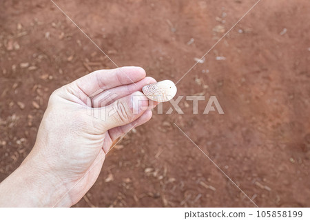hand with small sea shell 105858199