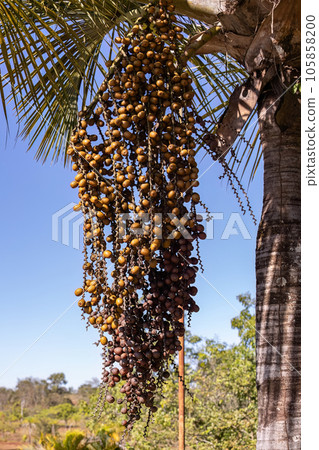 fruits of the buriti palm fruits of the buriti palm 105858200