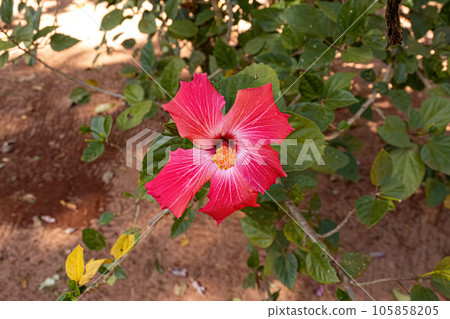 Red Hibiscuses Flower 105858205