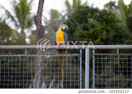 Adult Blue-and-yellow Macaw Adult Blue-and-yellow Macaw 105858217