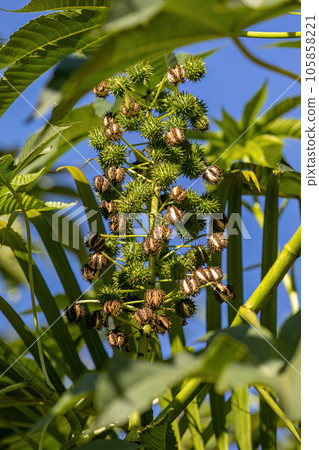 Green Castor Bean Plant 105858221