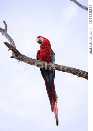 Adult Red and green Macaw Adult Red and green Macaw 105858222