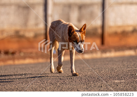 animal mammal dog in the street animal mammal dog in the street 105858223