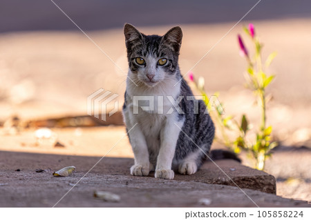 Small domestic cat 105858224