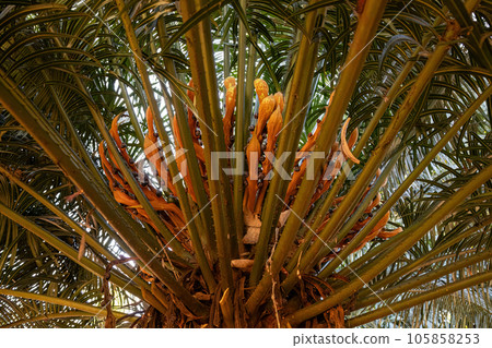 Close up Cycad Plant 105858253