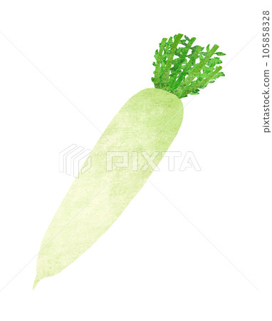 Radish hand-drawn illustration 105858328