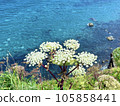 Ezo no Yoroigusa and Shakotan Blue 105858441