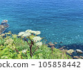 Ezo no Yoroigusa and Shakotan Blue 105858442
