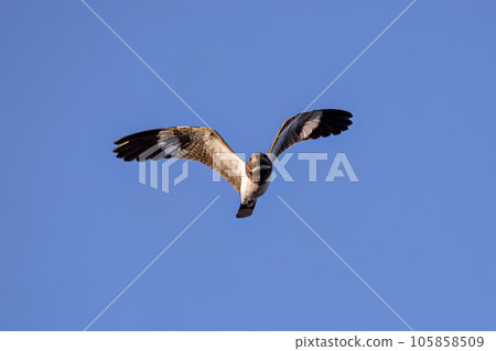 Animal Nacunda Nighthawk in fly 105858509