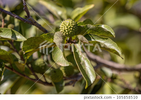 West Indian Elm Plant West Indian Elm Plant 105858510
