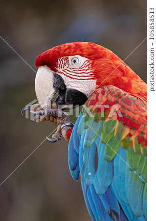 Adult Red and green Macaw Adult Red and green Macaw 105858513