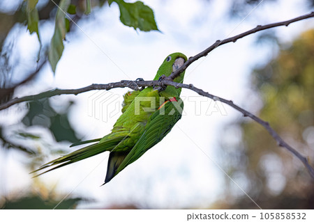 Adult White eyed Parakeet 105858532