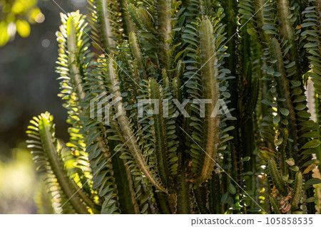 African Milk Weed Plant 105858535