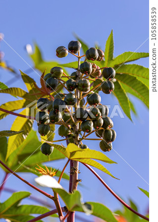 Green Castor Bean Plant Green Castor Bean Plant 105858539