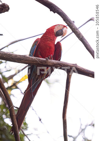 Adult Red and green Macaw Adult Red and green Macaw 105858546