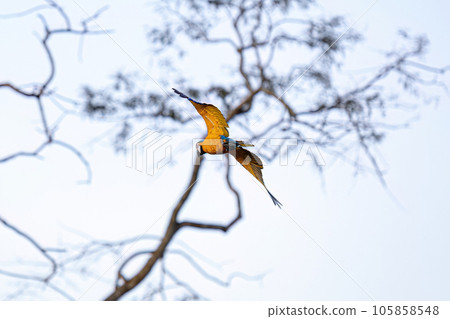 Adult Blue-and-yellow Macaw 105858548