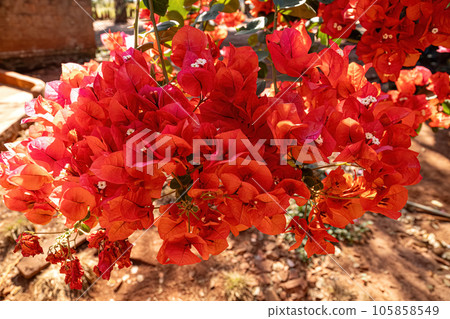 ornamental plant flowers ornamental plant flowers 105858549