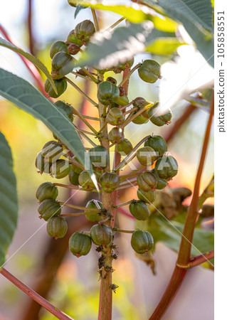 Green Castor Bean Plant Green Castor Bean Plant 105858551