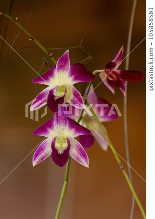 Small Flowering Orchid Plant Small Flowering Orchid Plant 105858561