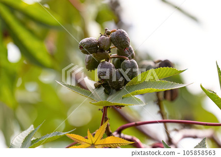 Green Castor Bean Plant 105858563